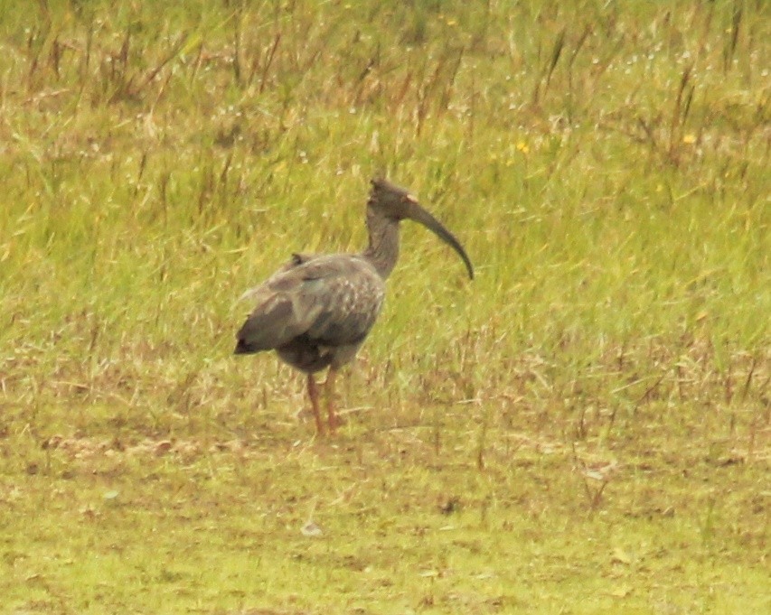 Plumbeous Ibis - ML515173801