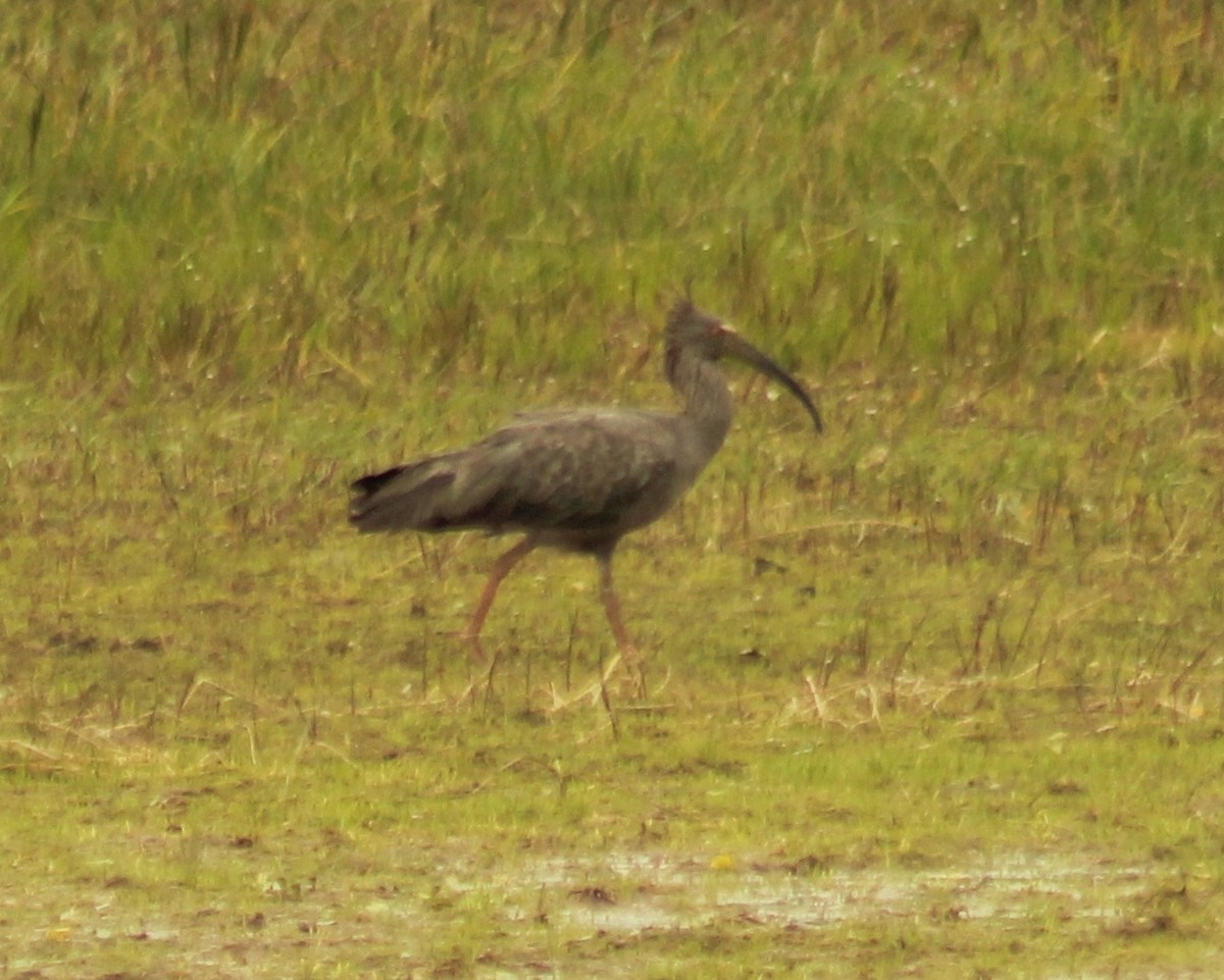 Plumbeous Ibis - ML515173821