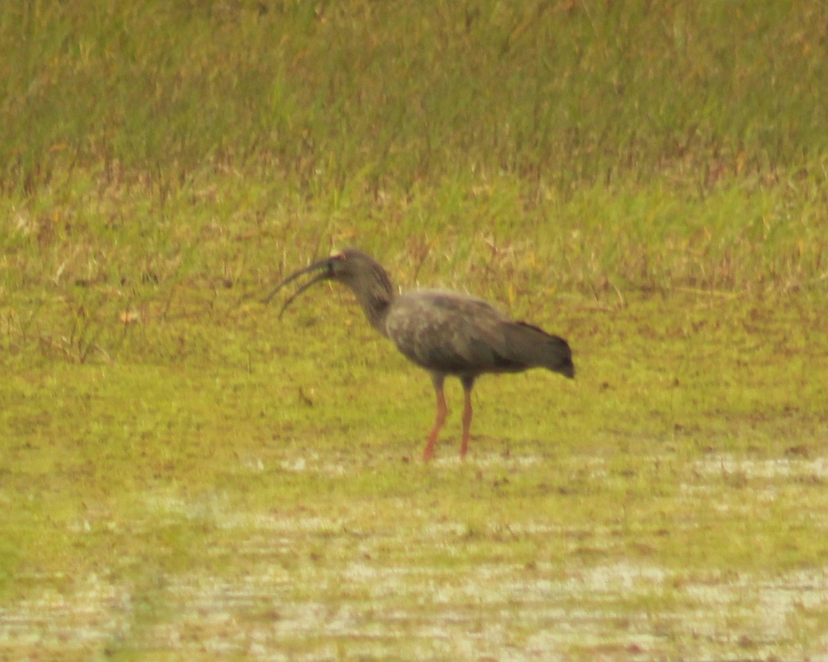 ibis běločelý - ML515173831