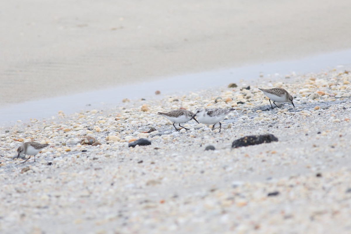 Western Sandpiper - Brian Quindlen