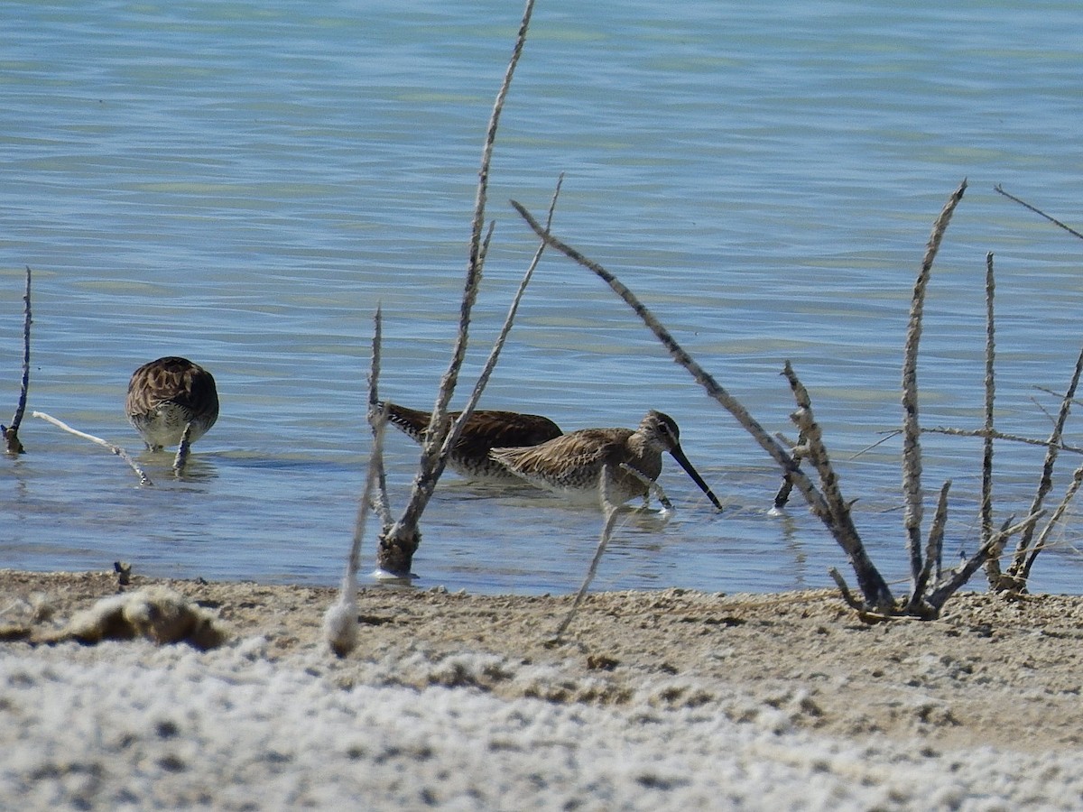 Long-billed Dowitcher - ML51517451