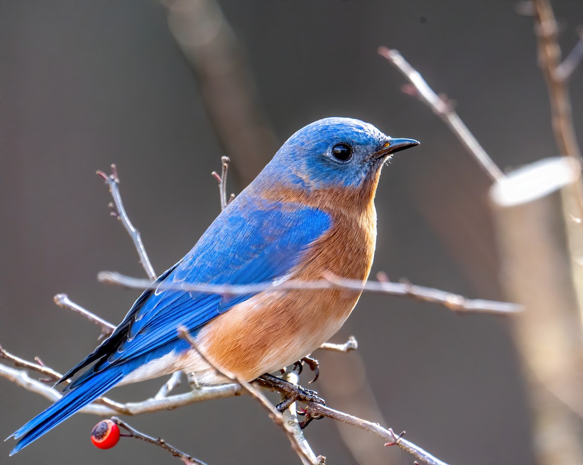 Eastern Bluebird - Matthew Addicks