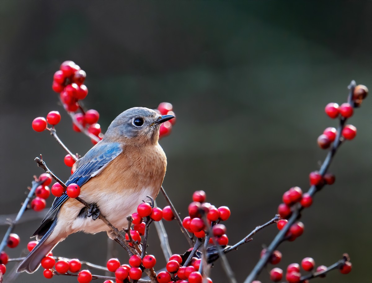 Eastern Bluebird - Matthew Addicks