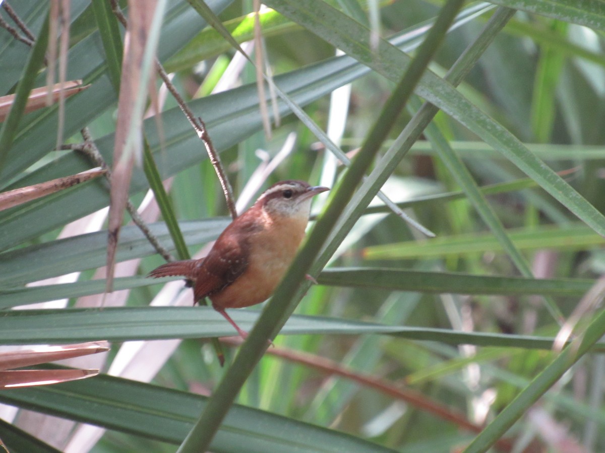 Carolina Wren - ML515177751