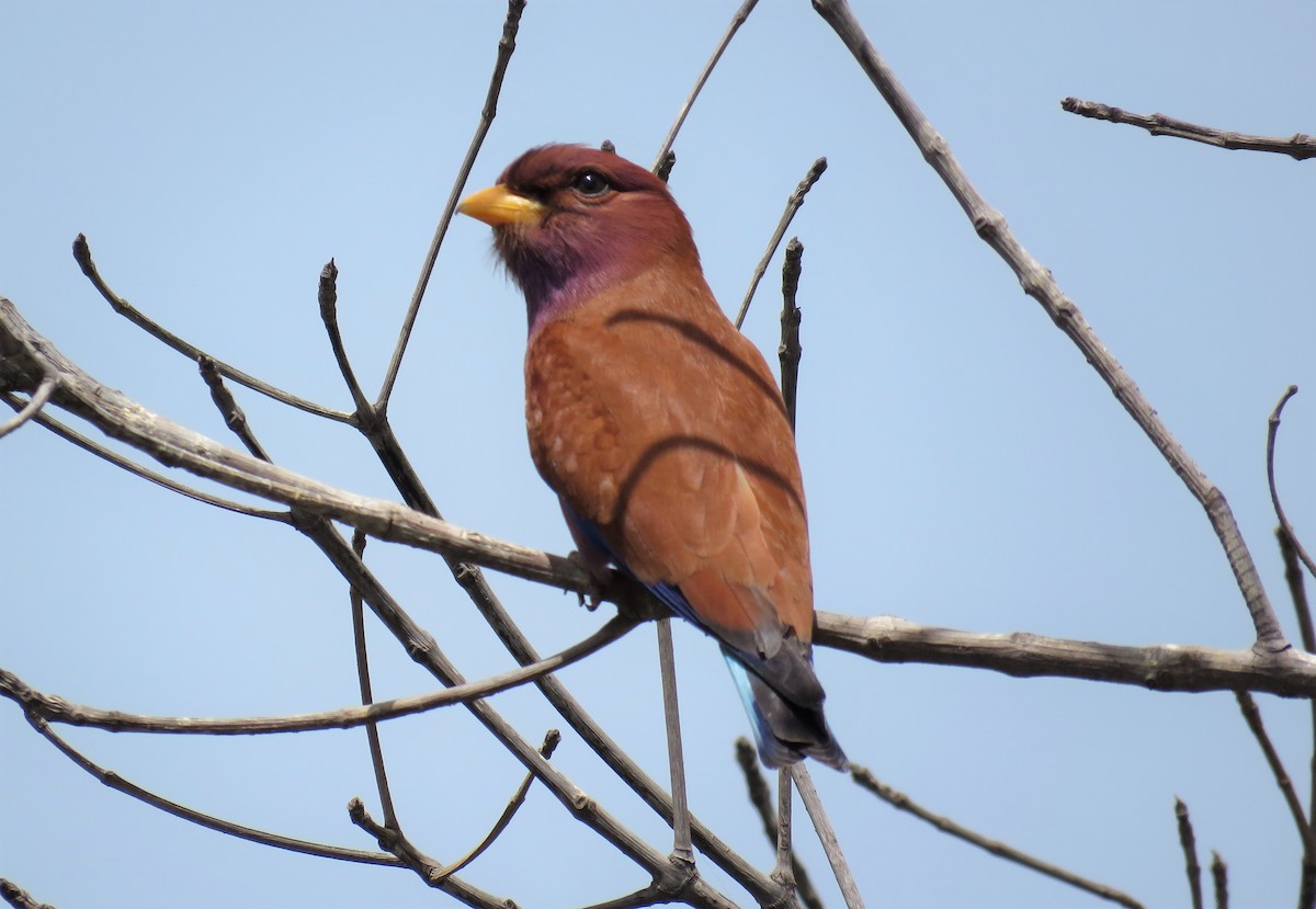 Broad-billed Roller - ML51517841