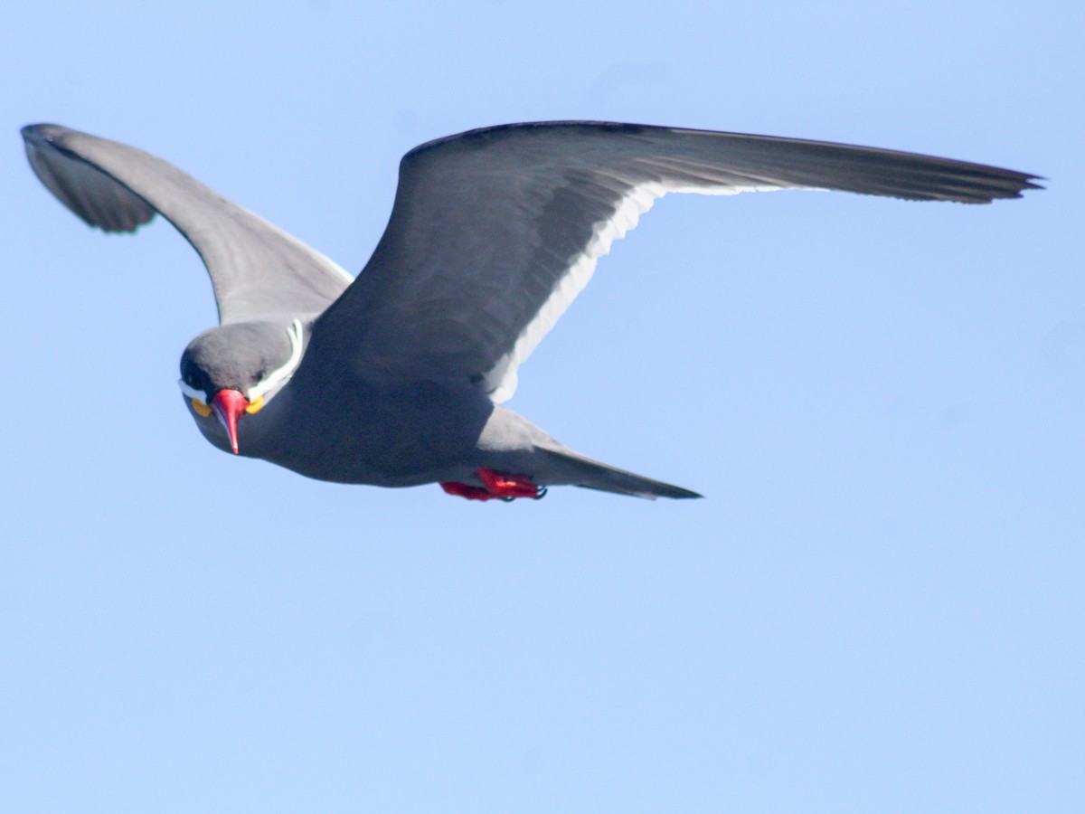 Inca Tern - ML515178421