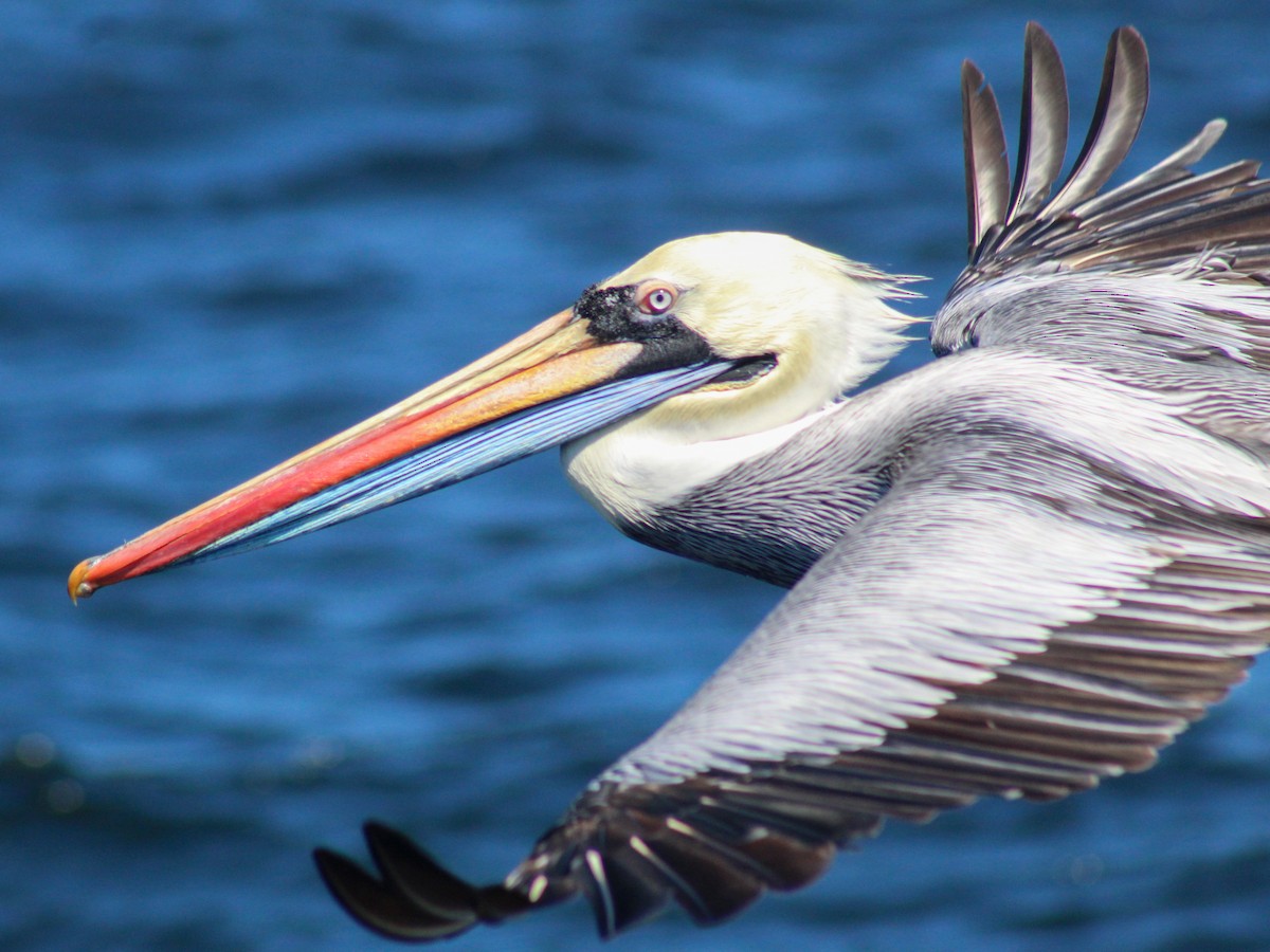 Peruvian Pelican - ML515178571