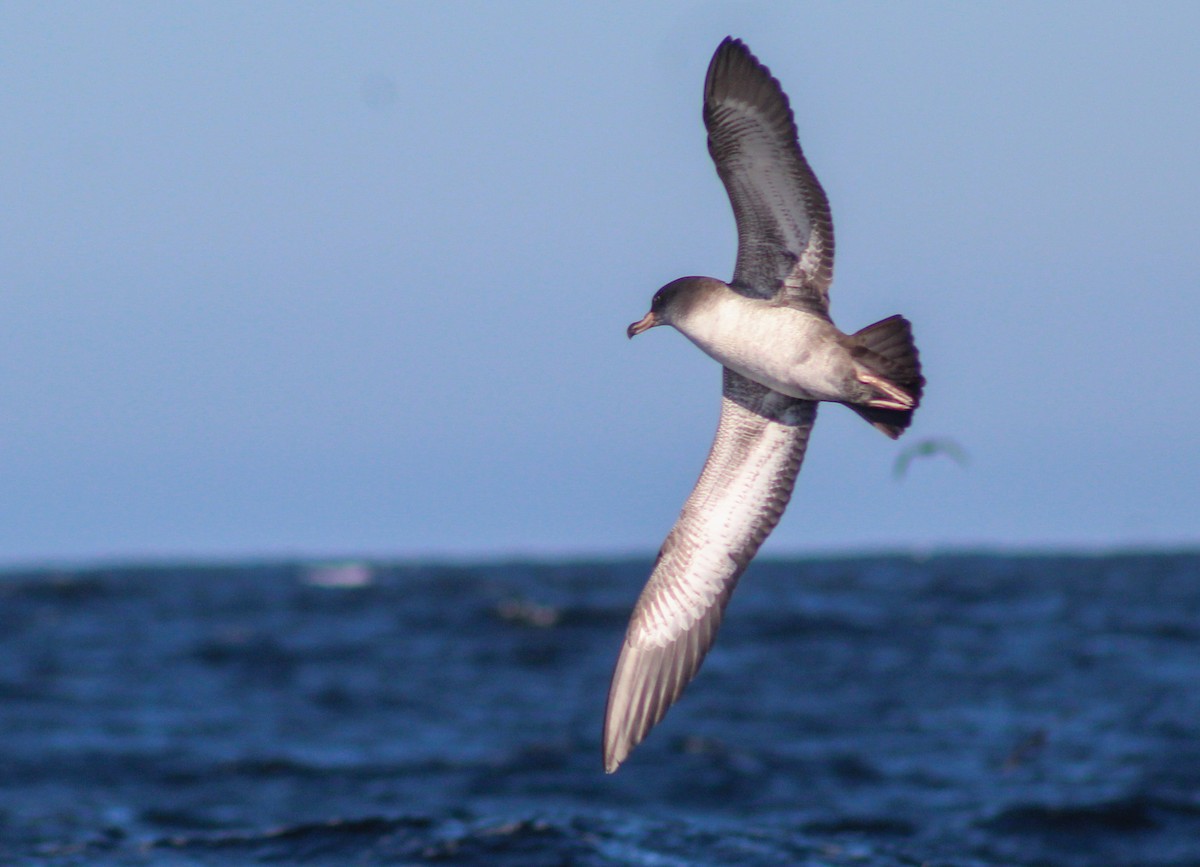 Pink-footed Shearwater - ML515178801