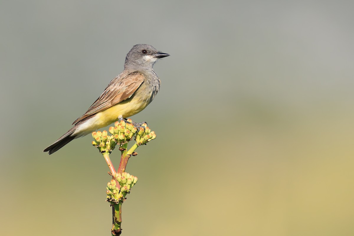 Cassin's Kingbird - ML515181191