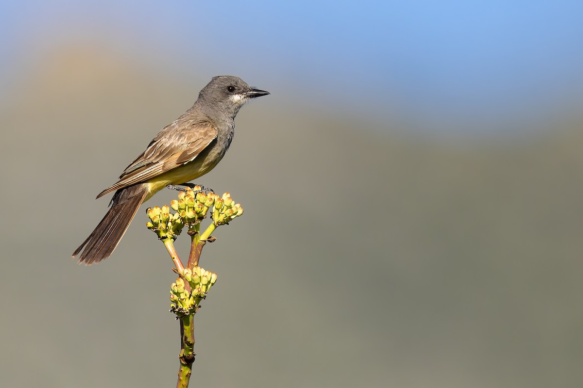 Cassin's Kingbird - ML515181201