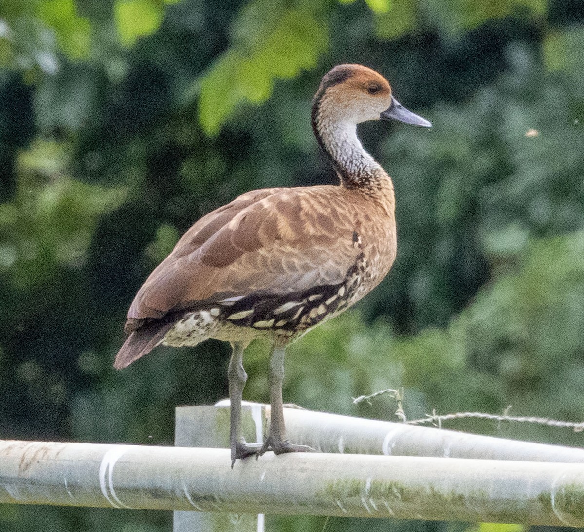 West Indian Whistling-Duck - ML515183691