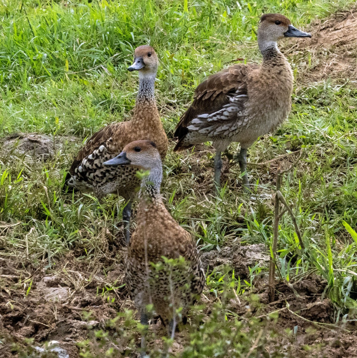 West Indian Whistling-Duck - ML515183711