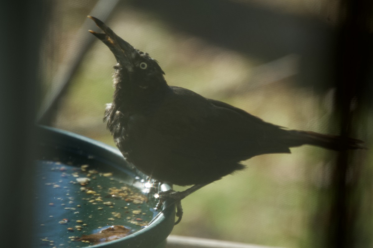 passerine sp. - ML515183721