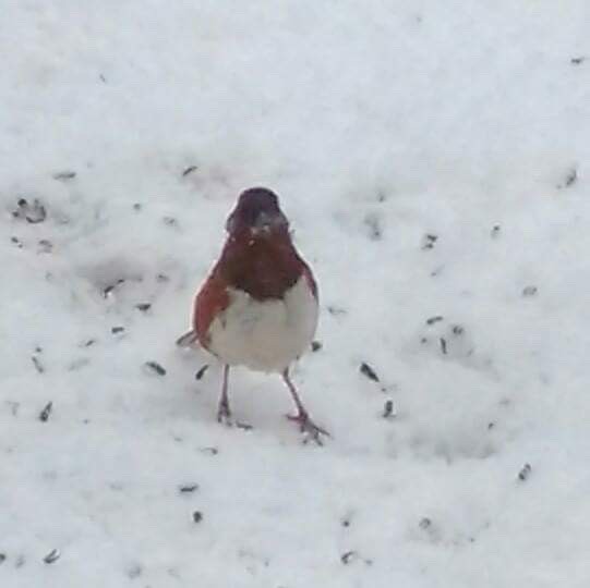 Eastern Towhee - ML51518441