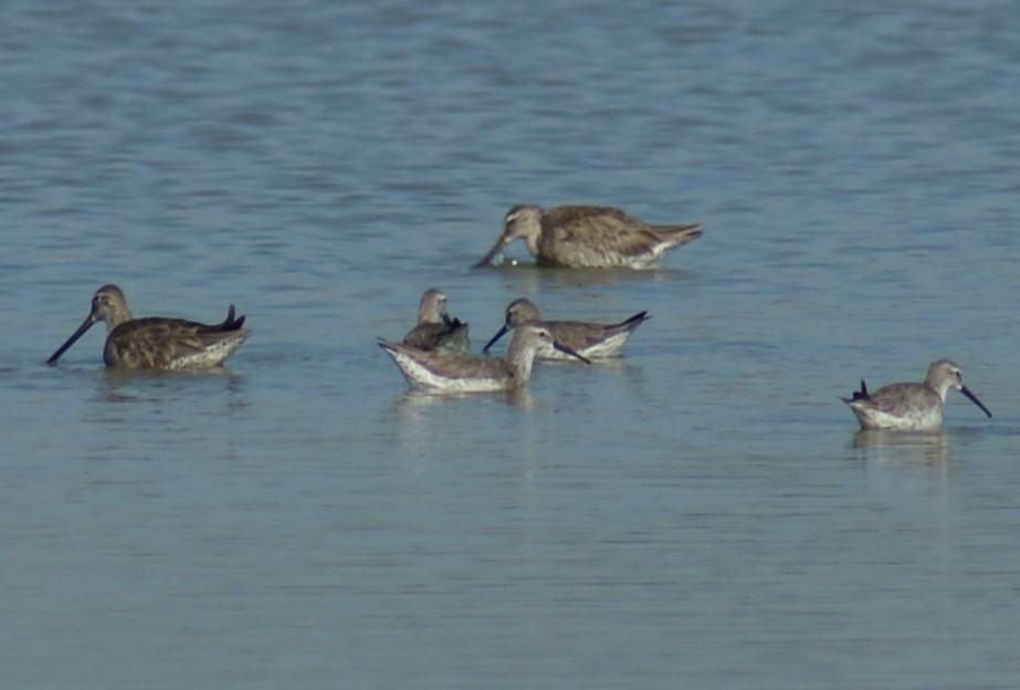 Long-billed Dowitcher - ML515184441