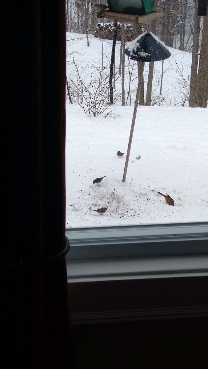 Eastern Towhee - ML51518471