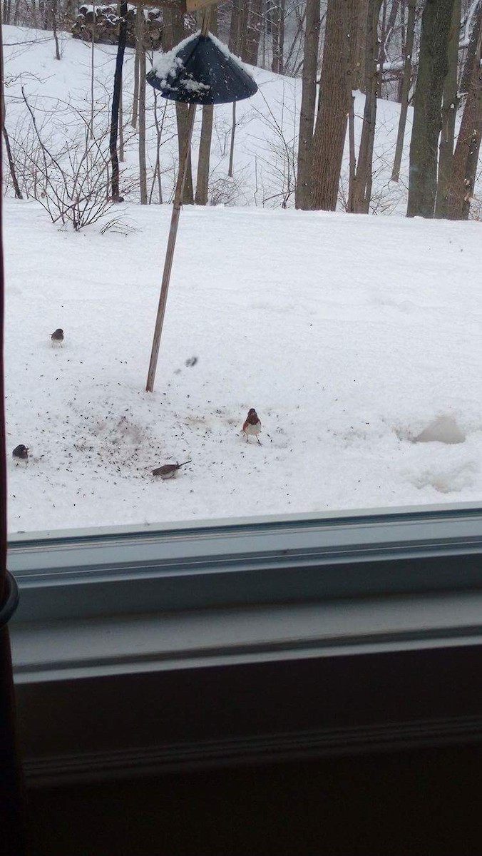 Eastern Towhee - ML51518481