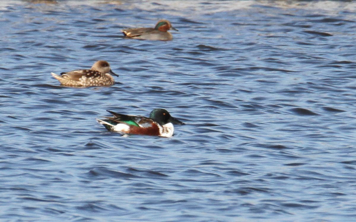 Northern Shoveler - ML515185181