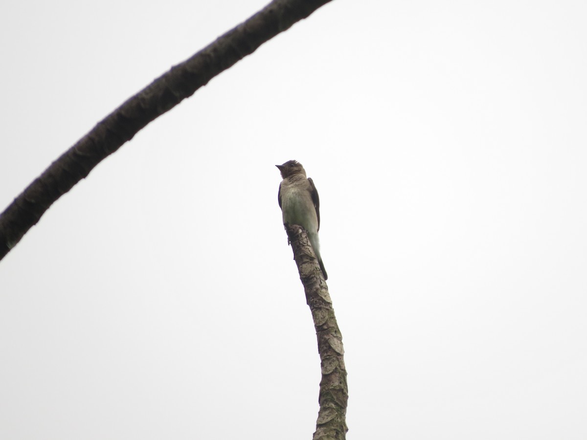 Southern Rough-winged Swallow - ML515185911