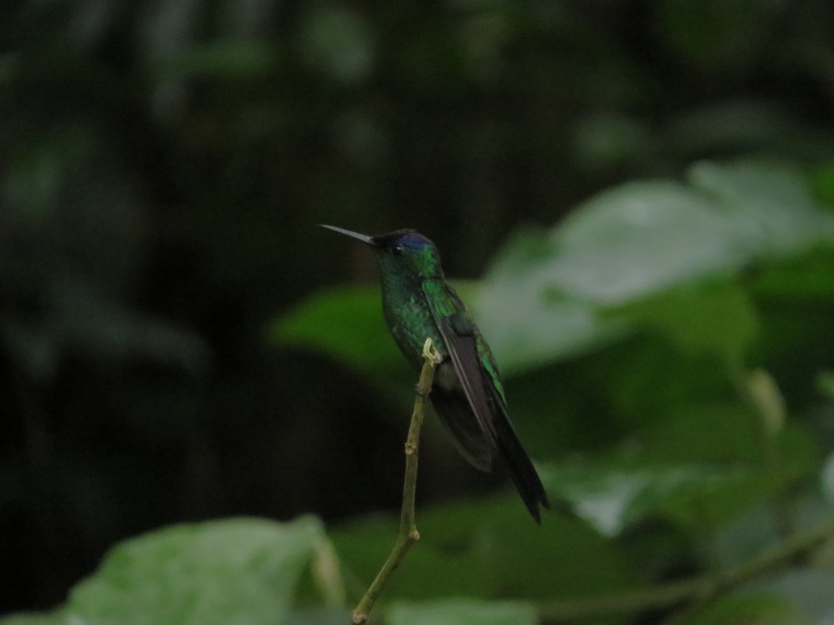 Violet-capped Woodnymph - Guilherme Sanchez