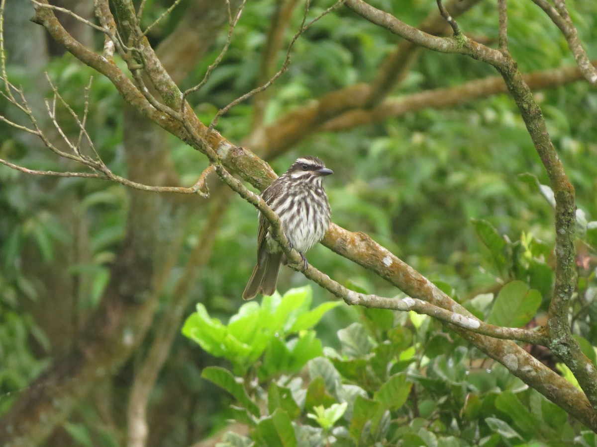 Streaked Flycatcher - Guilherme Sanchez