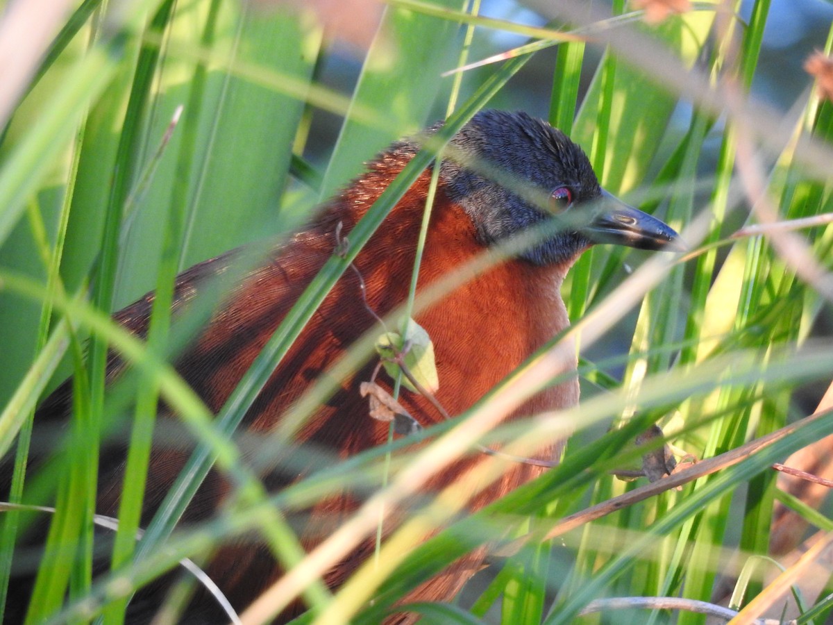 Ruddy Crake - ML515186191