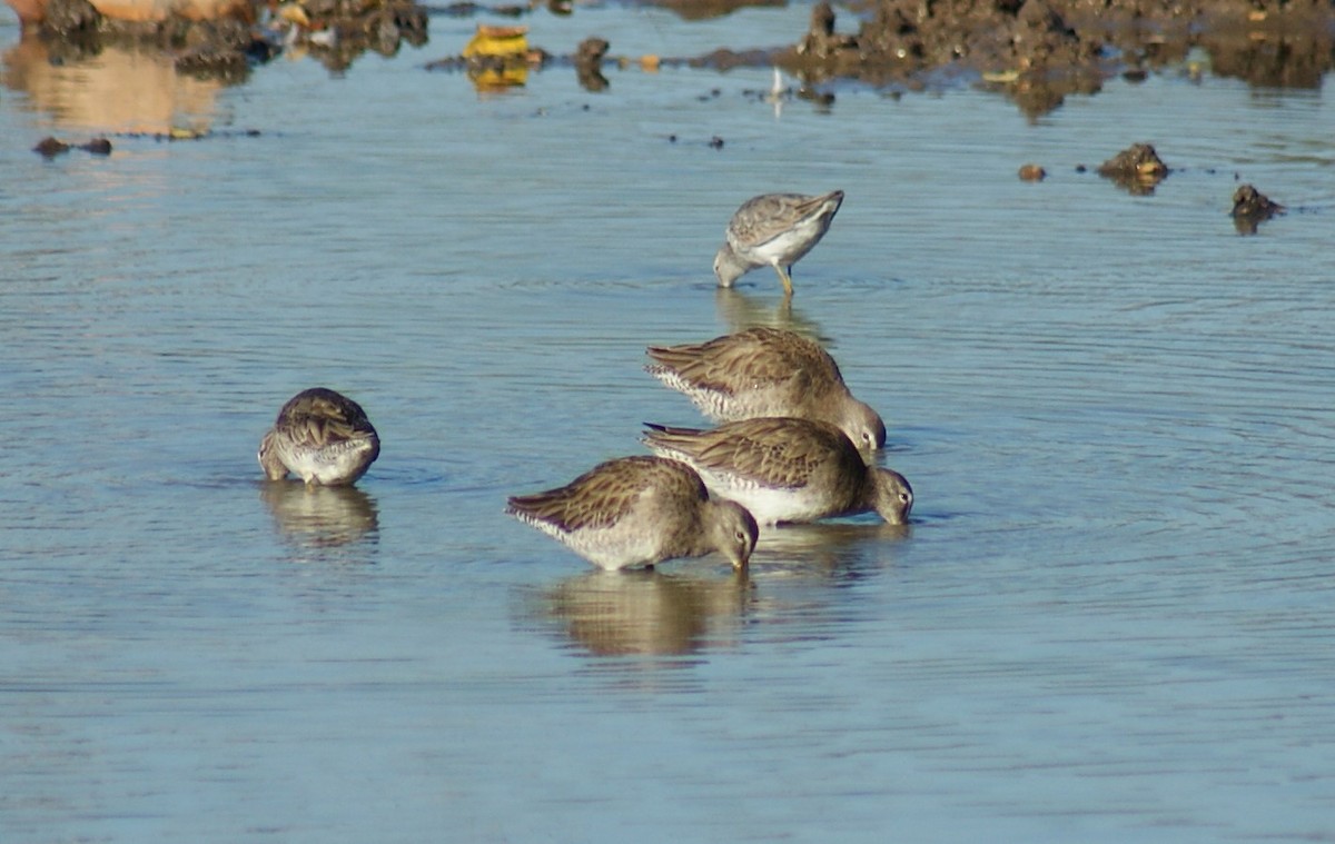 Long-billed Dowitcher - ML515187201