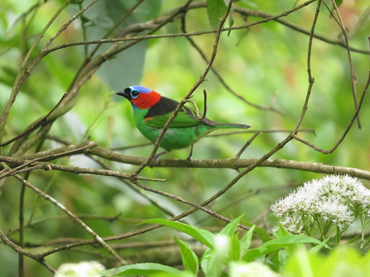 Red-necked Tanager - Guilherme Sanchez