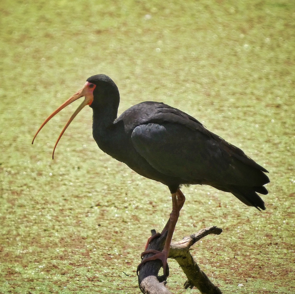 rødmaskeibis - ML515187861