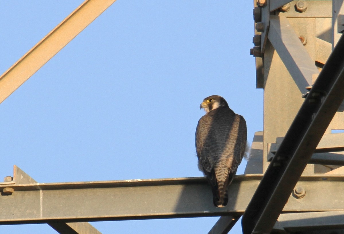 Peregrine Falcon - ML515189931