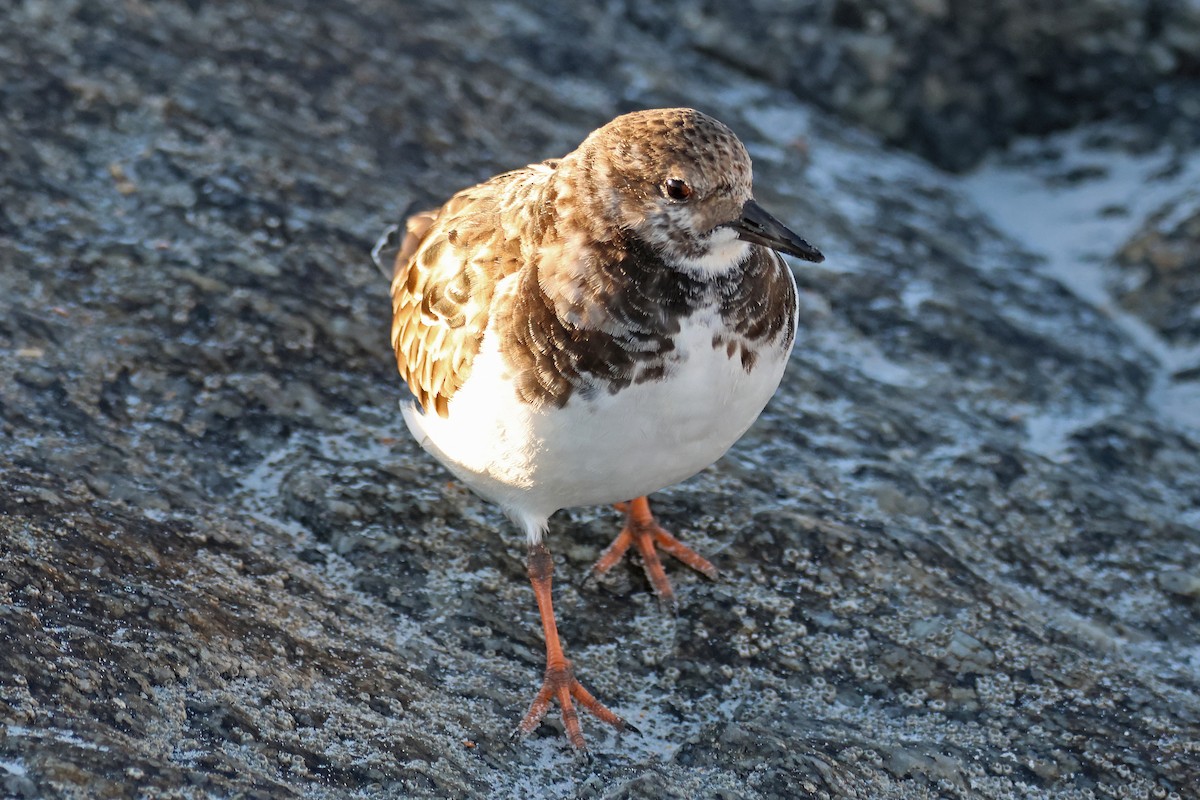 Ruddy Turnstone - ML515190691