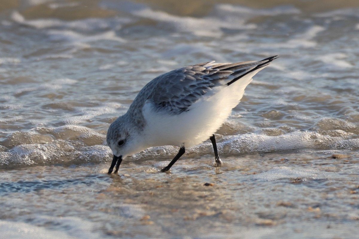 Sanderling - ML515190701