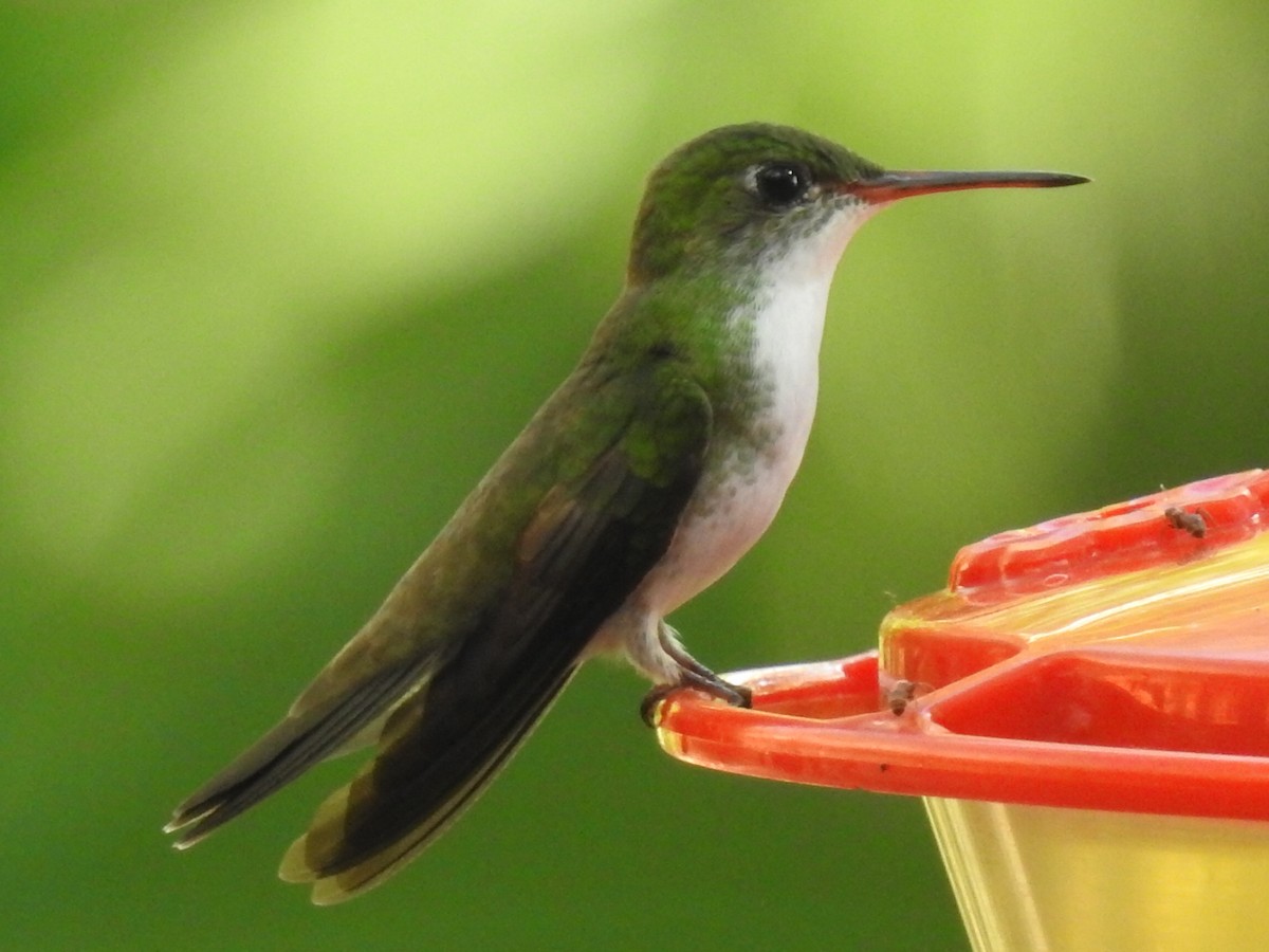 White-bellied Emerald - ML515190721