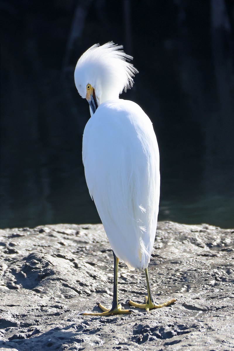 Snowy Egret - ML515190751