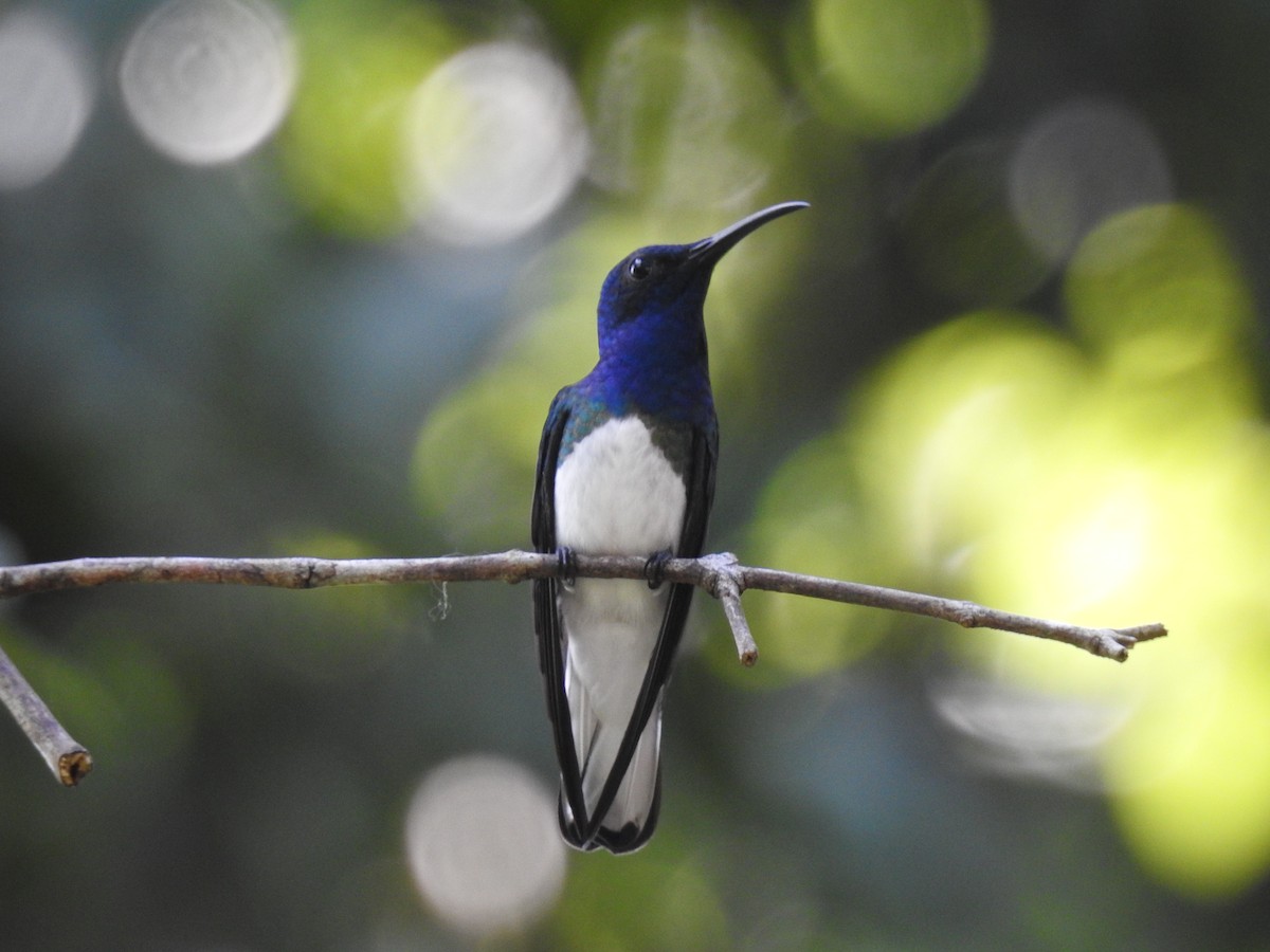 Colibrí Nuquiblanco - ML515191971