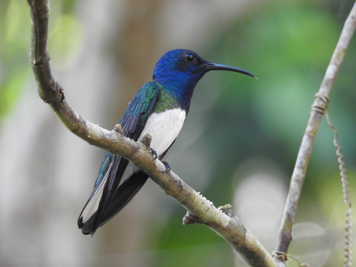 White-necked Jacobin - ML515191981