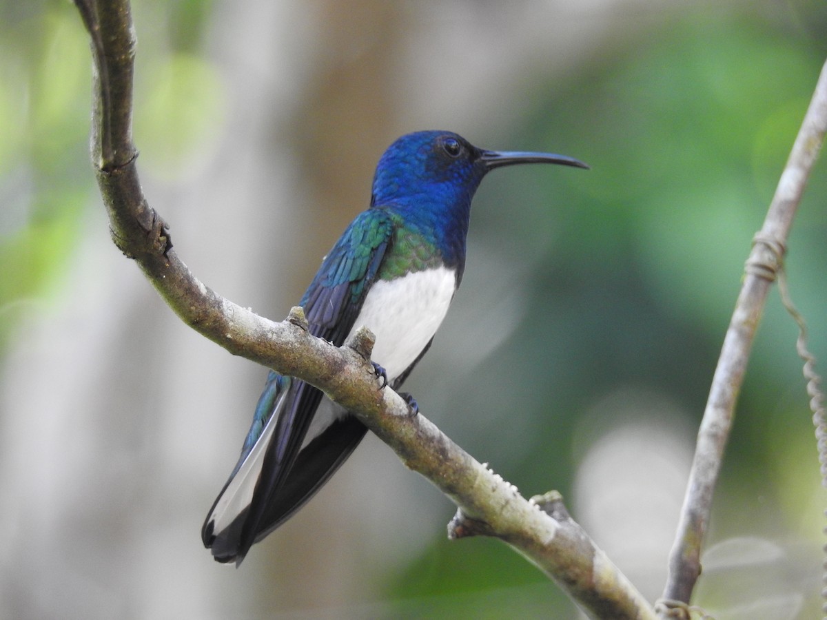 White-necked Jacobin - ML515192011