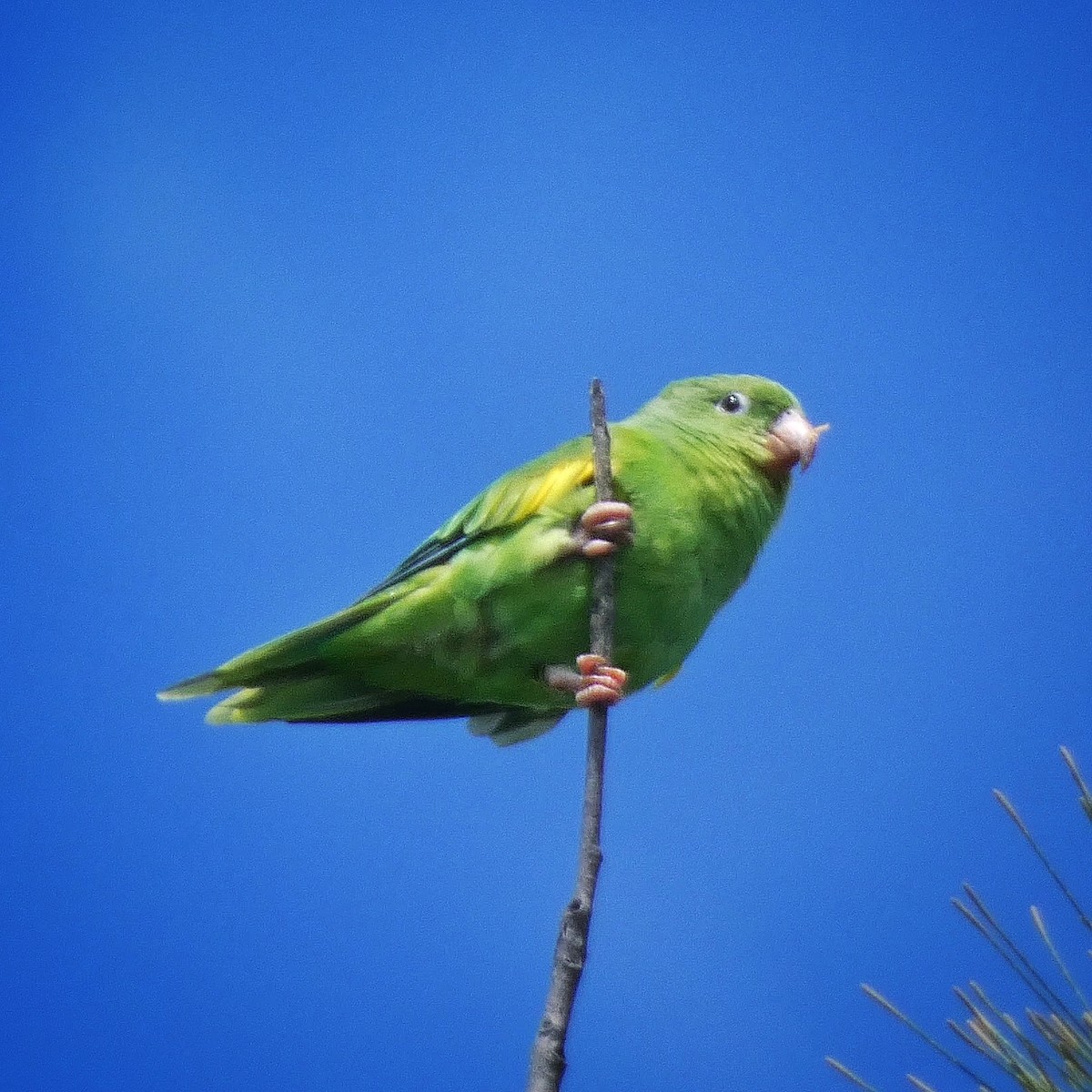 Yellow-chevroned Parakeet - ML515192251