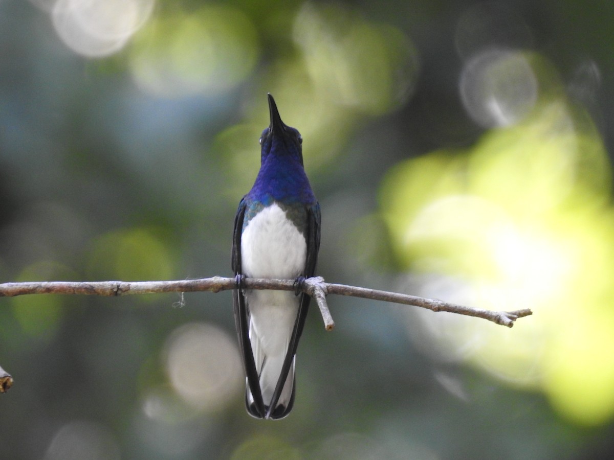 White-necked Jacobin - ML515193441