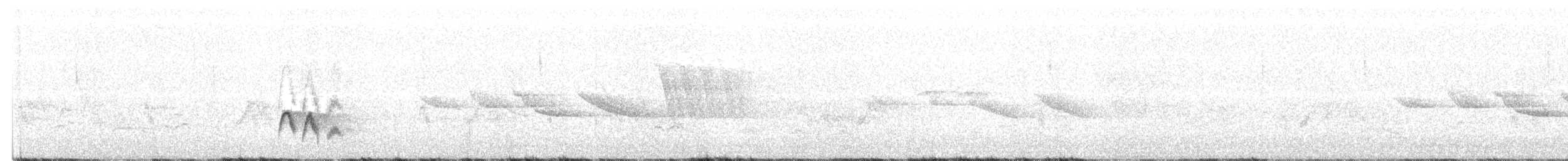 Élénie à cimier blanc (chilensis) - ML515196241