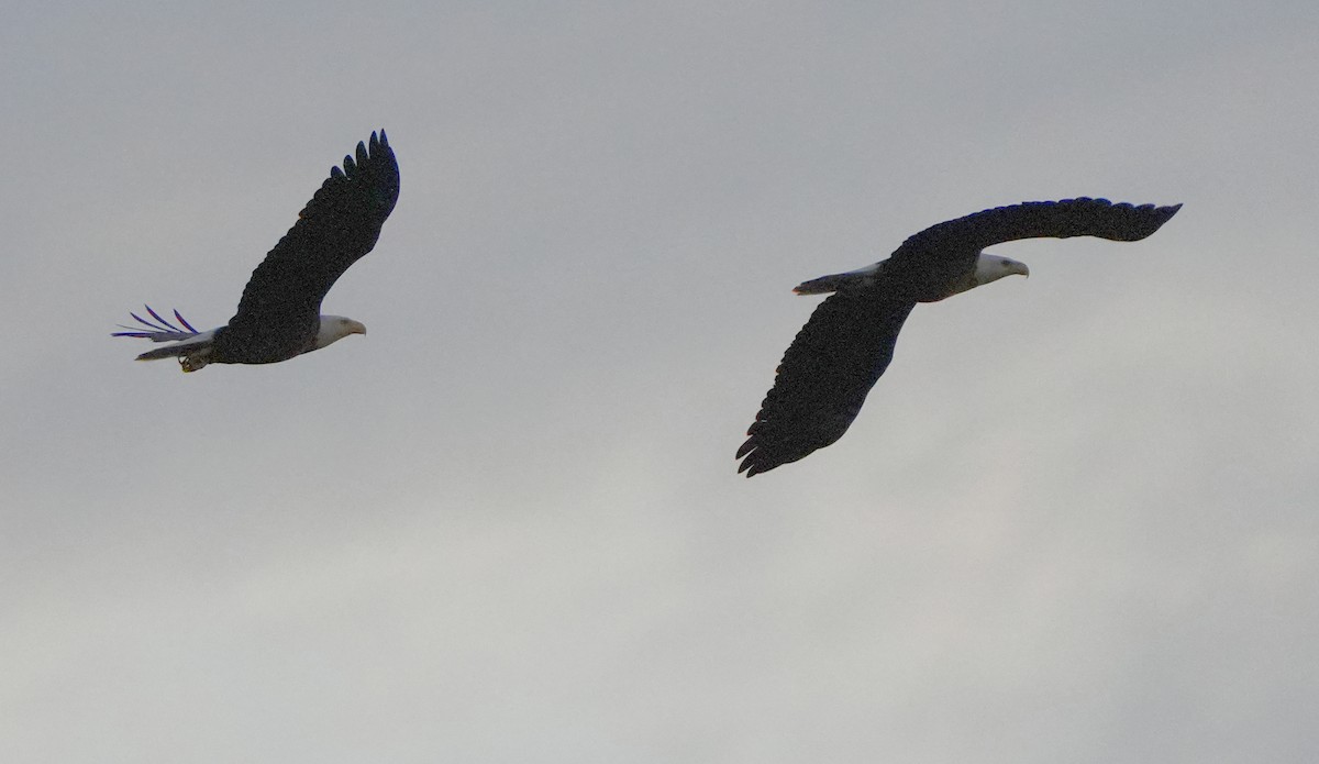 Ak Başlı Kartal - ML515196371