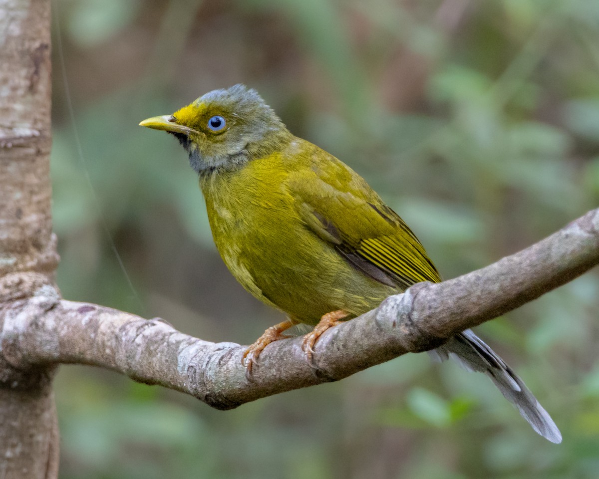 Gray-headed Bulbul - Vikram S