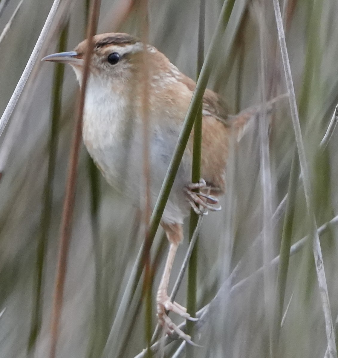 Bataklık Çıtkuşu - ML515196571