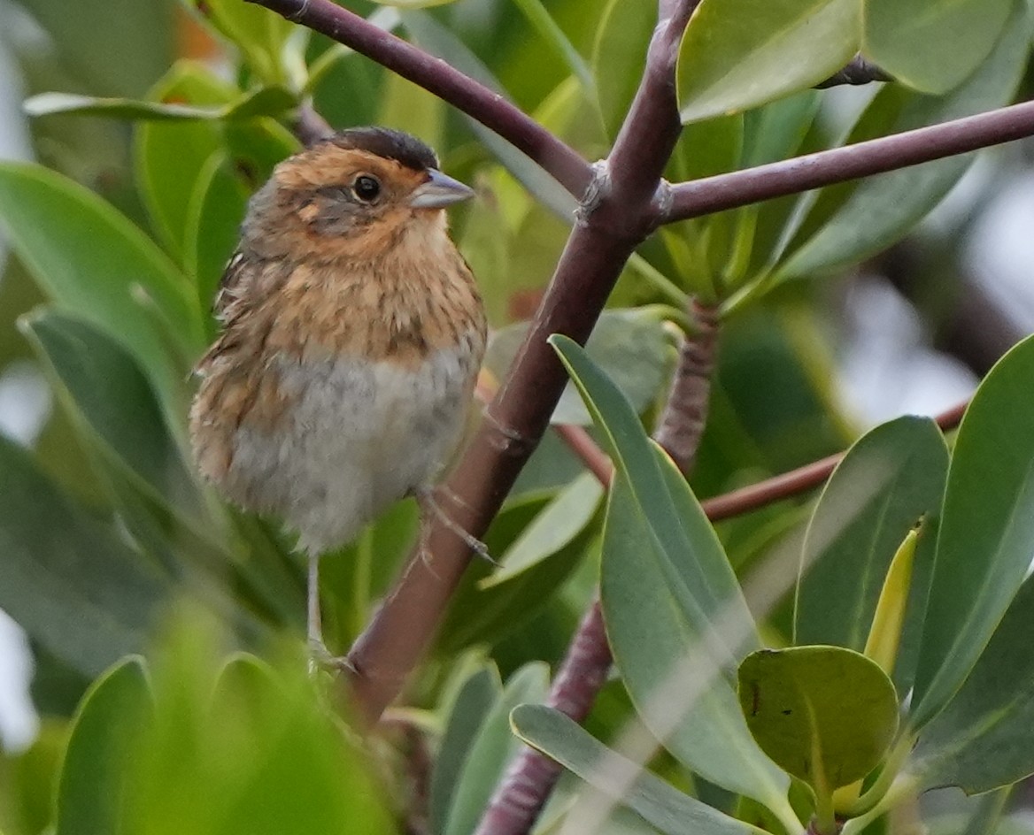 Nelson Serçesi - ML515196851