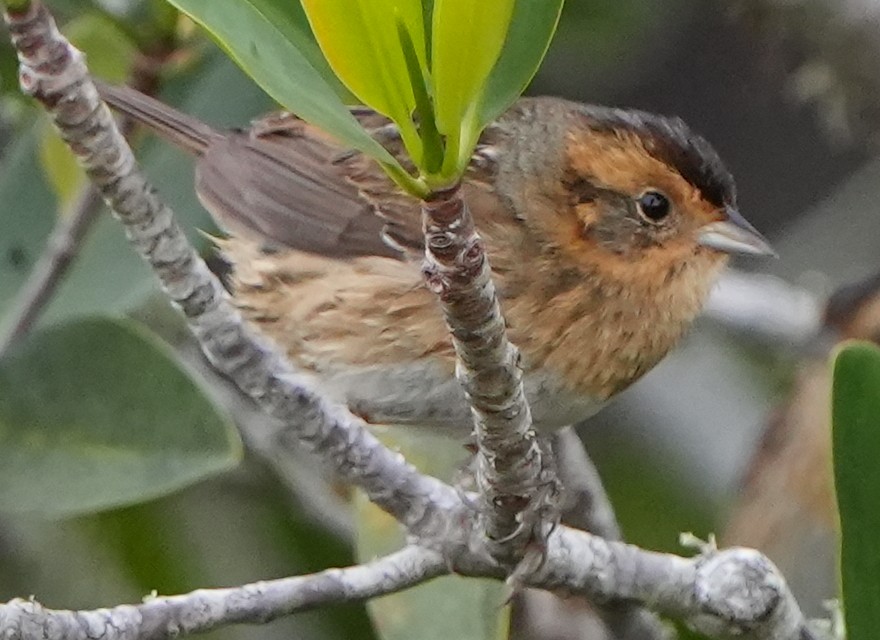 Nelson Serçesi - ML515196891