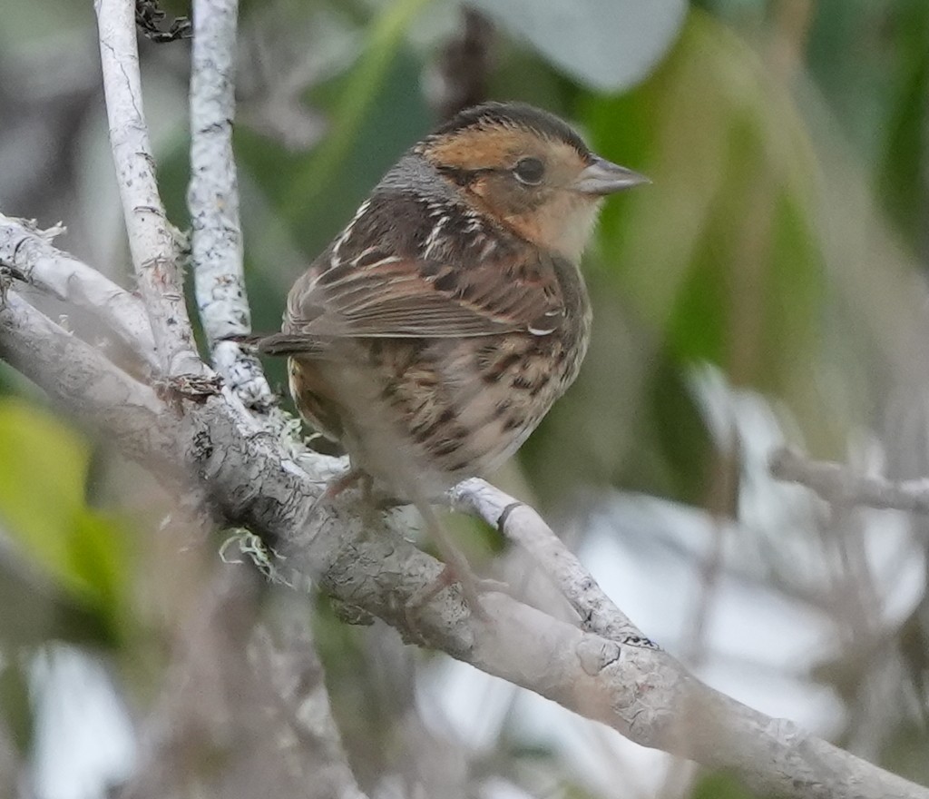 Nelson Serçesi - ML515197011