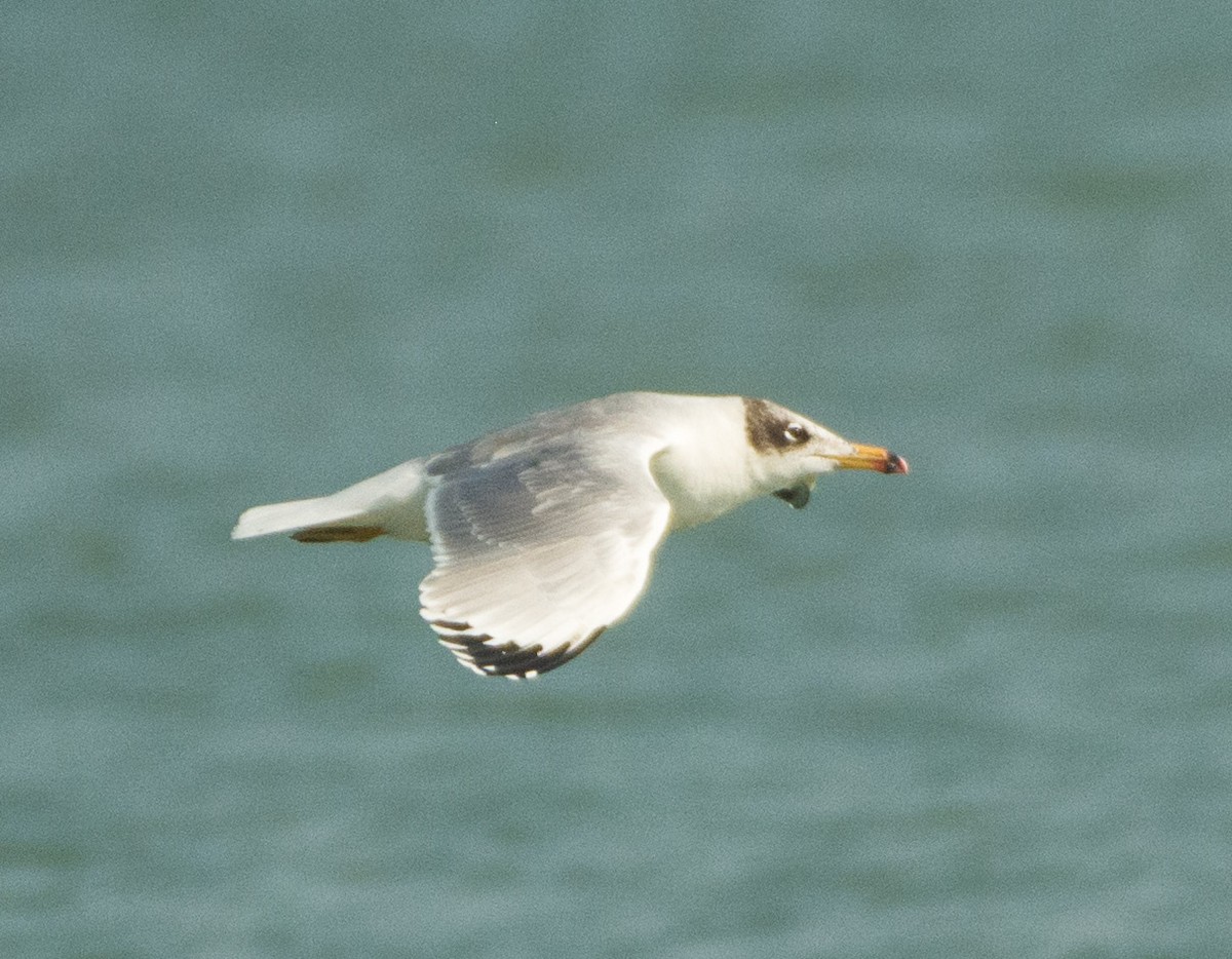 Pallas's Gull - ML515197201