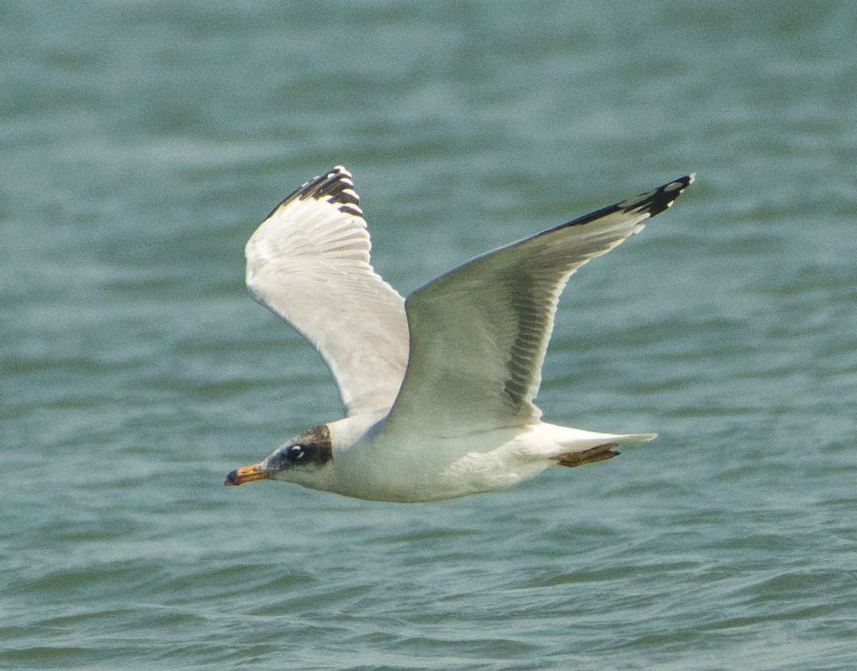 Pallas's Gull - ML515197251