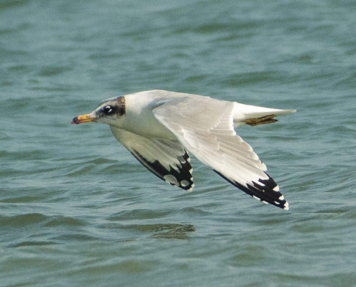 Pallas's Gull - SWARUP SAHA