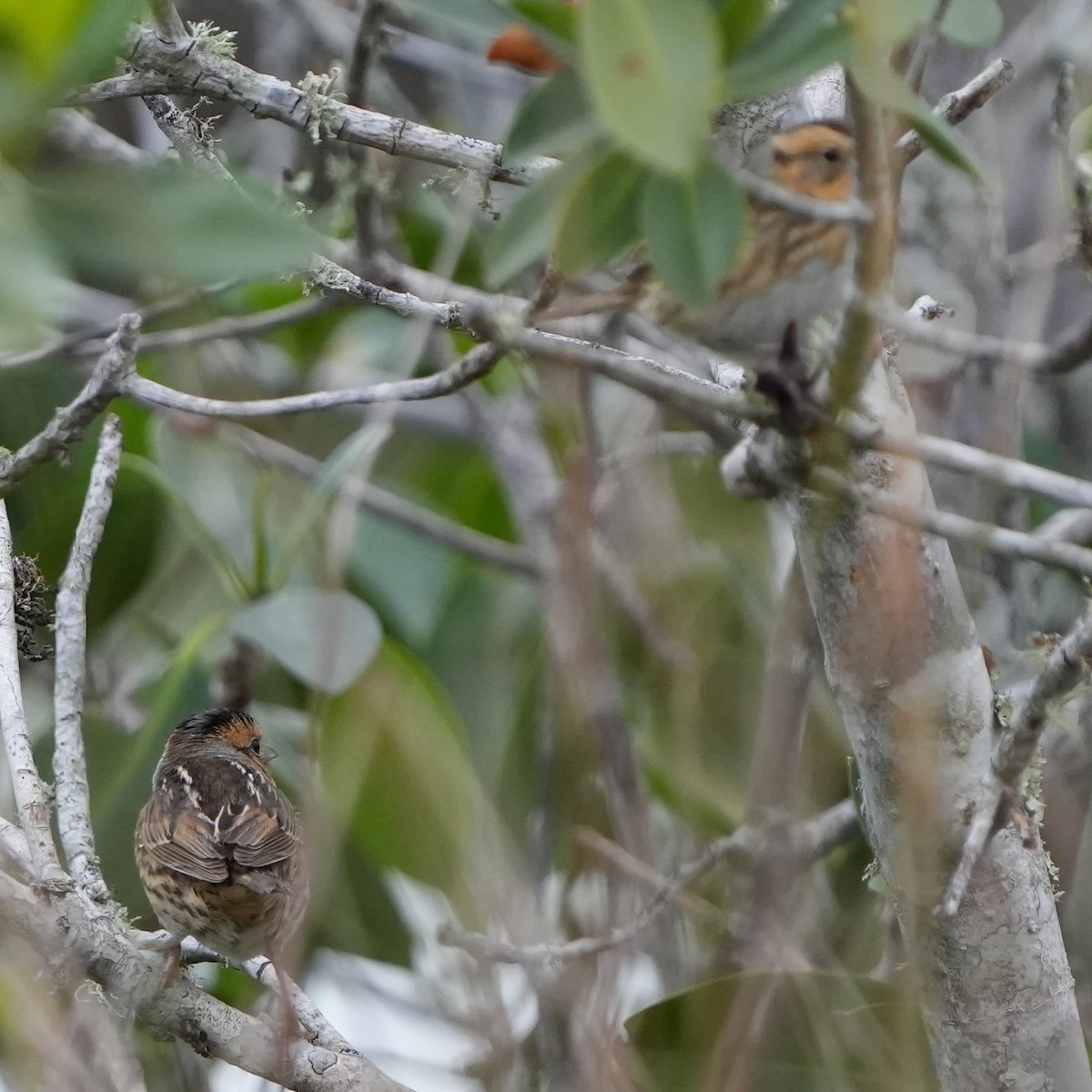 Nelson Serçesi - ML515197321